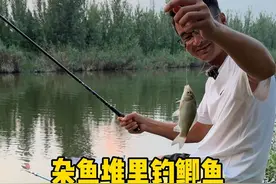 杂鱼堆里钓鲫鱼 #原来钓鱼才是抖音运动顶流 #钓鱼技巧 #2024dou来钓鱼视频封面