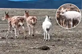 阿尔金山现白色藏羚羊，是白化还是白变？为何狂奔都没有高原反应视频封面