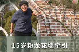 在春节前，为15岁的月季粉龙做牵引 期待春天开出3000朵花，邀请大家一起来赏花~#我的乡村生活 #爬藤月季 #青dou计划 #我的花园 #海蒂的花园 @抖音短视频视频封面