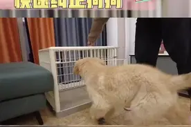 幼犬刚到家总是乱叫扰民被各种投诉怎么办？新手养狗最简单的#训犬教程 还不快去试试#远远训犬 #金毛 视频封面