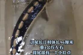 9月6日，湖北团风，被宣布野外灭绝的长江鲟重新被发现视频封面