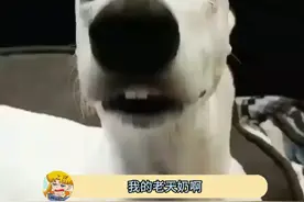 含籽类的玩偶每个月都要加热一次！#薰衣草小熊 #玩偶里面有虫子 #微波炉加热玩偶视频封面