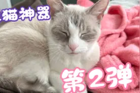 #貓咪 #求偶 #叫聲 ，快來看看妳家貓咪什麼反應吧～(˶‾᷄ ⁻̫视频封面