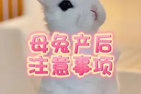 母兔产后需要注意什么？ #宠物兔视频封面