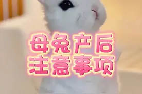 母兔产后需要注意什么？ #宠物兔视频封面