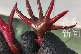 小龙虾界惊现“六指琴魔”，动物专家：属于甲壳类的“多肢症”，目前没有证据表明食用对人体有害#龙虾🦞 #当小龙虾放飞自我视频封面