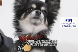 犬种百科|吉娃娃，我理解但就是不听 #吉娃娃 #汪星人 #小狗视频封面