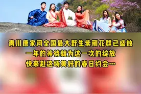 #青川人间四月芳菲尽，紫荆花开待您来#踏春赏花  #大熊猫国家公园 #赏花 视频封面