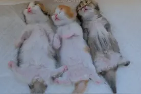 一家猫就是要整整齐齐呀！（怎么有小猫偷偷尿床！ #小奶喵视频封面