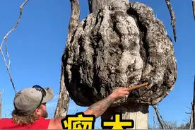 瘤木，树的瘤状生长物，具有观赏价值！ #瘤木 #科普 #涨知识视频封面