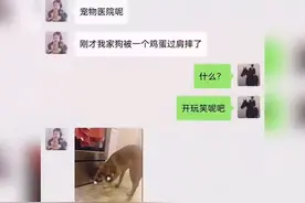 被鸡蛋过肩摔了#神奇动物在抖音 #宠物 #万万没想到 视频封面