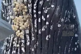当地时间7月24日，美国普利茅斯海岸，一头座头鲸冲出海面砸在船上，第一视角记录恐怖瞬间视频封面