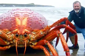 入侵中国“最可怕”的10大生物，第一名堪称不死生物 #科学脑洞上分赛 #神奇动物在抖音 #动物科普 #奇闻奇事 #科普视频封面