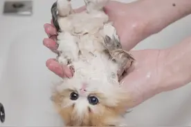 小奶猫第一次洗澡，洗一半装死摆烂了~ #猫咪洗澡乖乖的 #谁还不是只爱干净的猫猫了 #可爱 #铲屎官的乐趣 #洗猫视频封面