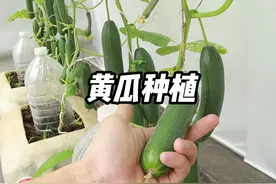 如何在家种黄瓜，简单几步教会你，阳台小院均可种植 #黄瓜种植视频封面