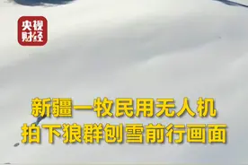 新疆一牧民#无人机拍下狼群刨雪前行画面  ：分工明确队列整齐，积雪中开辟隧道！视频封面