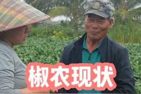 一斤辣椒，它买不到一瓶矿泉水，我们都讲谷贱伤农，菜贱也伤农啊#优质农产品 #海南辣椒 #辣椒滞销 #我为家乡农产品代言#农业种植视频封面