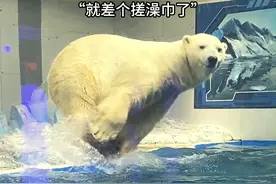 北极熊入乡随俗体验东北“洗浴文化”#北极熊 #洗澡 #沐浴之王 #动物萌时刻视频封面