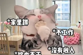 啃老是褒义词还是贬义词呢？#猫meme #猫meme小剧场#打工人 #内容过于真实 #当代年轻人的现状视频封面