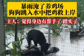 7月16日，河南周口，暴雨淹了养鸡场，狗狗跳入水中把鸡救上岸。主人：觉得身边有帮手了，踏实了。视频封面