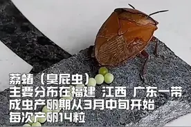 在收衣服时如果发现虫卵，不要用手直接碰触，可以用刷子或牙签把粘住的虫卵刷掉，之后再将衣物重新清洗干净即可。 #臭屁虫泛滥 #千万别碰 #高发期 #产卵繁殖视频封面