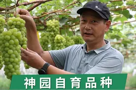 神园自育品种--园绿玫，比阳光玫瑰管理简单，并且早熟。#农业种植 #葡萄育种 #葡萄 @DOU+小助手 视频封面