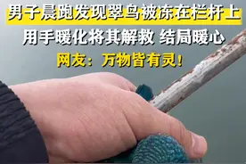 男子晨跑发现翠鸟双脚被冻，用手暖化将其解救 视频封面