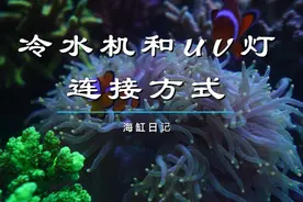 德国abuv杀菌灯串联冷水机 一举多得 #海缸 #珊瑚 #海水鱼视频封面
