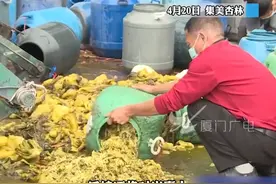 200桶！12000斤被销毁！厦门取缔露天无证酸菜小作坊！隔着屏幕看吐了！#厦门 #酸菜 #食品安全 视频封面