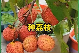 吃完荔枝的果核千万别扔，试试把它种成一颗果树！ #种植小技巧视频封面