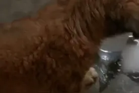 40度高温天气邮寄活体小狗，遭遇买家拒收，快递小哥拆箱救狗视频封面