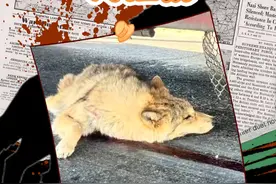 向人类乞食的狼，就会是听话的“狗”吗？ 保持警惕，谨慎投喂！#可可西里网红狼#不要投喂野生动物#狼群袭击#训狗@DOU+小助手视频封面