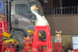 男子街边套圈大鹅，不料老板一放音乐，大鹅就摇摆。老板训练出来的，给一千都不卖。#套圈 #大鹅 #搞笑 （来源：@虎哥别闹【圈王】）视频封面