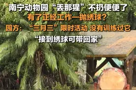 3月27日，广西南宁，#园方回应丢那猩有了抛绣球工作  ：“三月三”限时活动，没有训练过它，接到绣球可带回家。视频封面