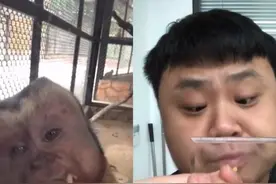 5月16日，正在直播！小伙撞脸新晋网红黑帽悬猴，象象相约小伙一起去动物园“寻亲”#河南dou知道视频封面