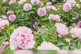 #走在前开新局 #菏泽 近年来，菏泽始终牢记习近平总书记“后来居上”殷切嘱托，抓住用好“突破菏泽、鲁西崛起”等重大战略机遇，勠力攻坚，真抓实干，综合实力大幅攀升。7月27日上午10点，“走在前 开新局”行进式主题采访活动直播特别节目将播出菏泽篇。 视频封面
