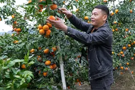 小妹发财了，家里十几亩沃柑果园硕果累累，又是丰收的一年视频封面