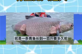 #钓鱼 青鱼长到一百斤要多久？六种常见淡水鱼能活多久呢？一起来看看吧！#鲫鱼 #鲤鱼 #黑鱼#鱼 视频封面
