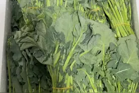 板蓝根青菜成春菜界“顶流”，折耳根、香椿迎来强劲“对手”#折耳根 #春菜 #板蓝根青菜视频封面