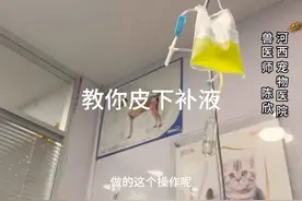 皮下补液，学会了你在家也可以做#萌宠 #猫咪 #宠物医生视频封面