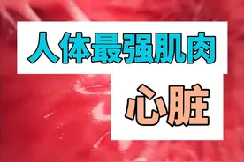 心脏 是最强壮的肌 #涨知识 #人体结构 #生命科学 #科普视频封面