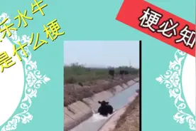 【梗必知】欢乐水牛什么梗#梗必知#梗