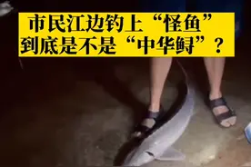 7月7日，#重庆市民江边钓上怪鱼，到底是不是中华鲟？专家为你解答！#重庆dou知道 视频封面