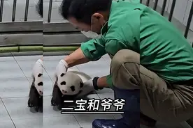 二宝这么小，就这么粘爷爷，那长大了是不是比福宝还要离不开爷爷视频封面
