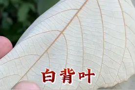 白背叶主要采收叶子和根部，它有什么用处呢？视频封面
