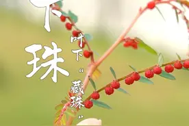 因叶下“藏珠”而得名，又叫珍珠草，你知道它的妙用吗？ #叶下珠 #珍珠草 #叶闭草 #龙珠草 #你家乡有这种野生植物吗视频封面
