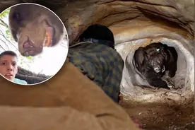 网红钻棕熊洞穴遇熊归来？摆拍误人命，侵犯棕熊领地后果有多可怕视频封面