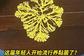 这届年轻人开始流行养黏菌了？无毒无害会移动繁殖，广东网友：莫名眼熟……#黏菌#新奇 #万万想不到视频封面