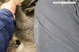 四川绵阳一景区可徒手抓野猪还能免费带走！景区：野猪为人工养殖 没有獠牙 抓野猪只能徒手抓捕不能使用武器视频封面
