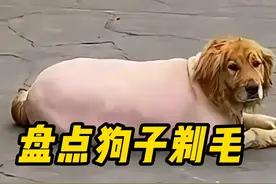 盘点那些狗子理发翻车现场 #傻狗的日常  #动物的迷惑行为  #搞笑视频 #剃毛后的狗 #狗狗视频封面